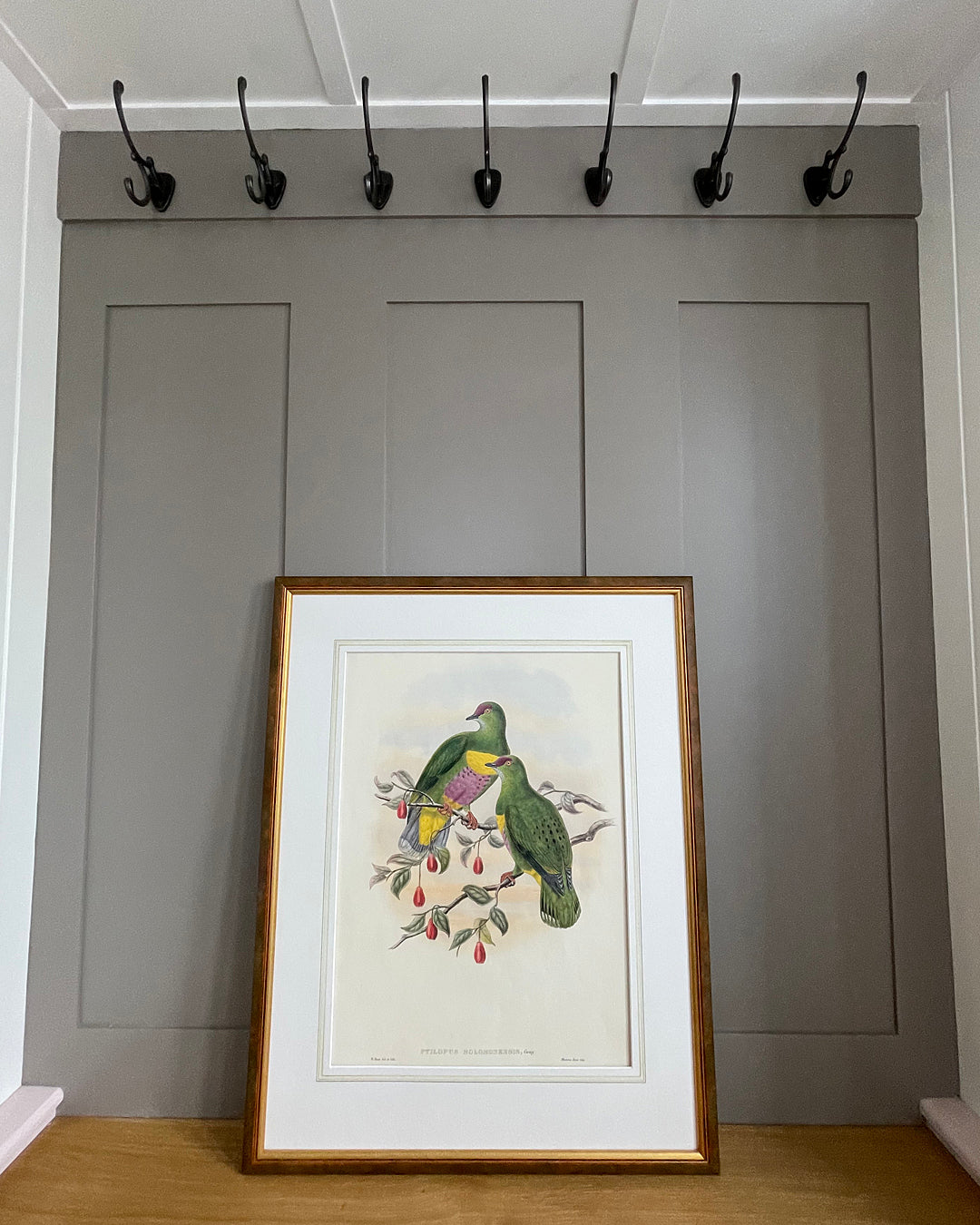 Framed Print Yellow-Bibbed Fruit Dove Birds Of New Guinea VINTAGE