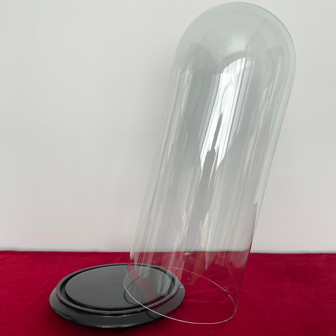 Tall 17.5" Glass Dome & Ebonised Wooden Base For Taxidermy or Displays ANTIQUE