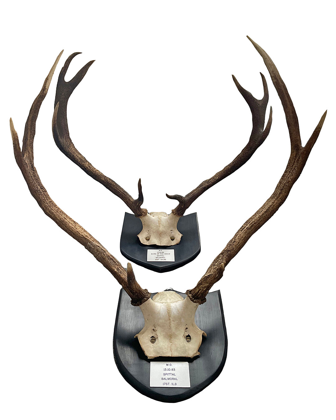 Two Pairs Of Scottish Red Stag Antlers On Shields Balmoral Estate VINTAGE