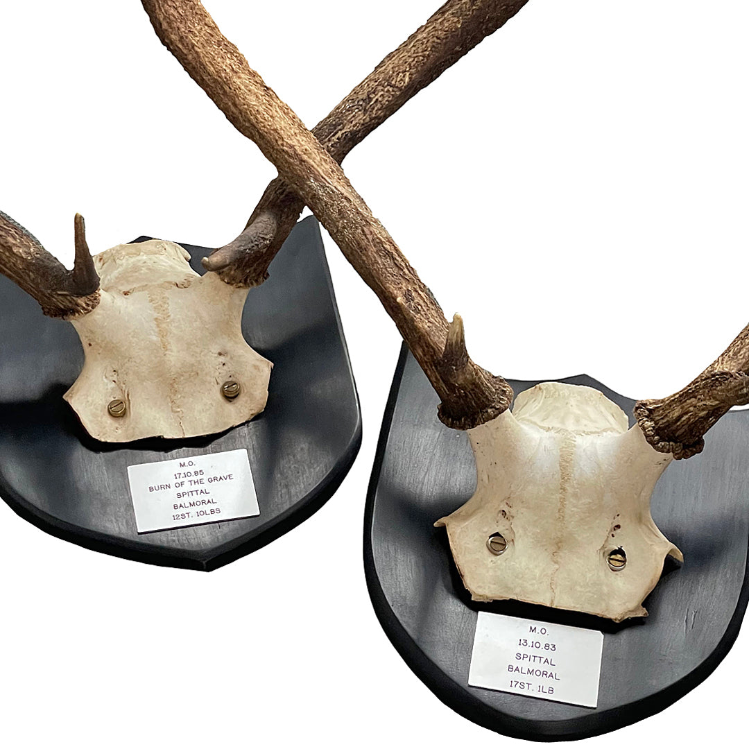 Two Pairs Of Scottish Red Stag Antlers On Shields Balmoral Estate VINTAGE