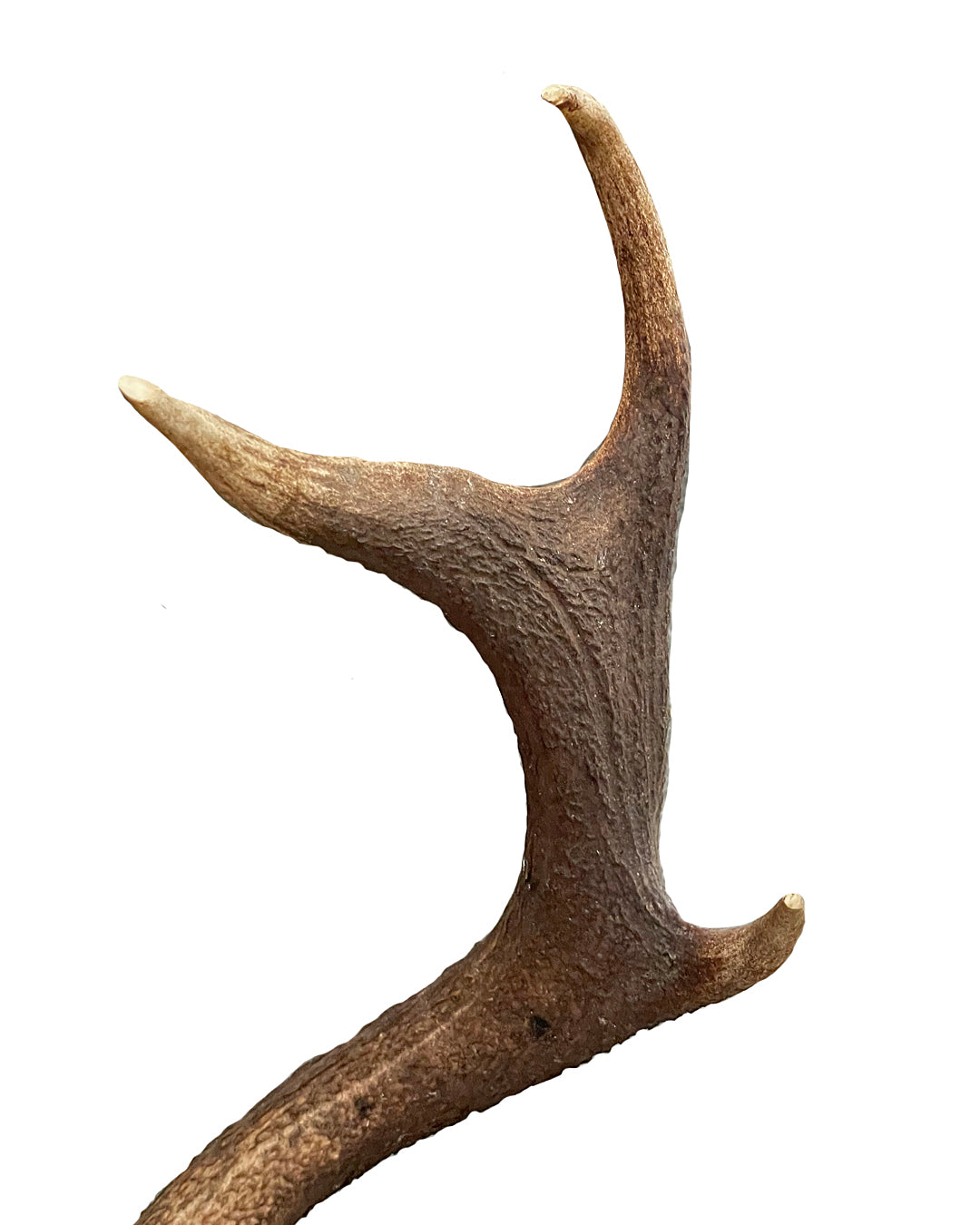 Two Pairs Of Scottish Red Stag Antlers On Shields Balmoral Estate VINTAGE