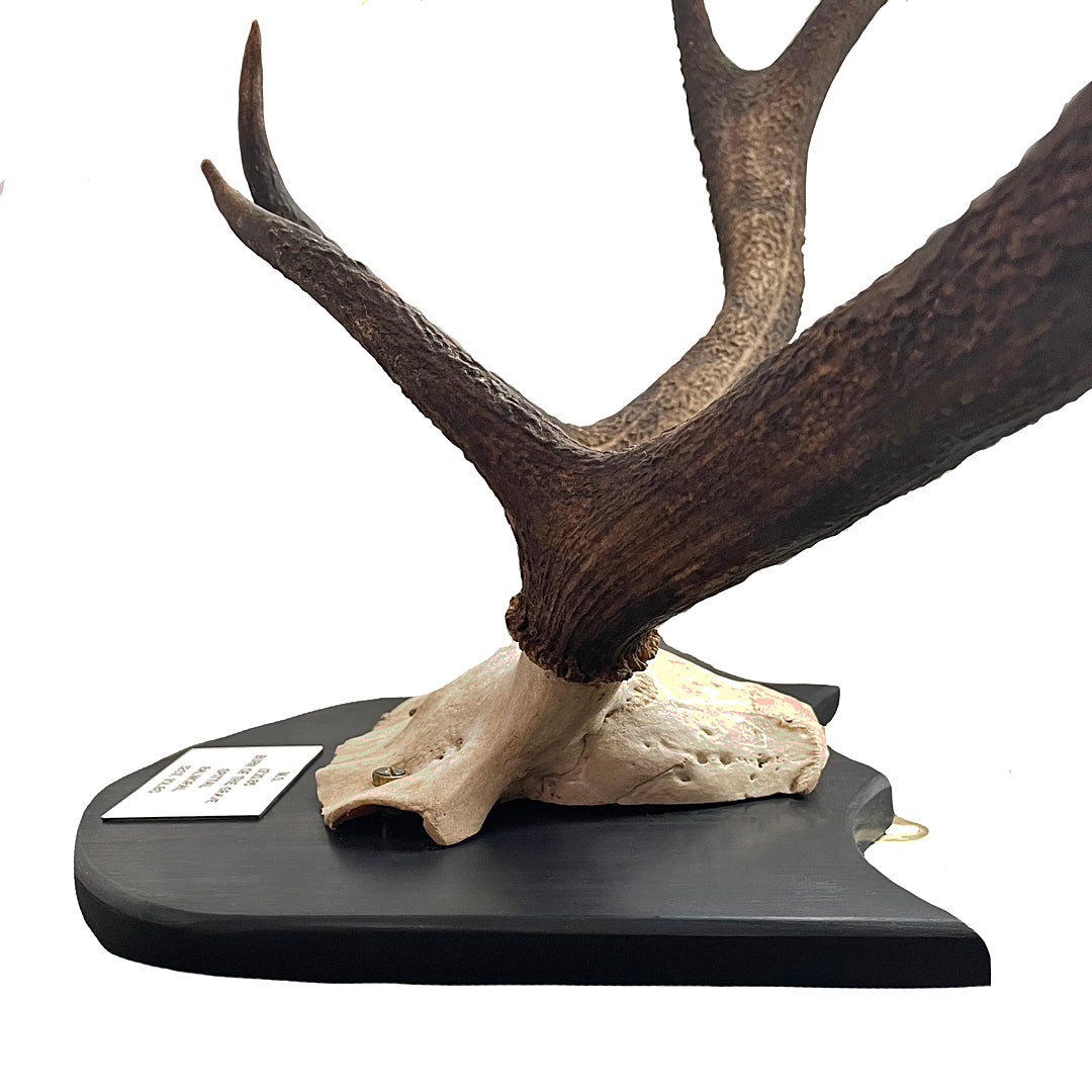 Two Pairs Of Scottish Red Stag Antlers On Shields Balmoral Estate VINTAGE