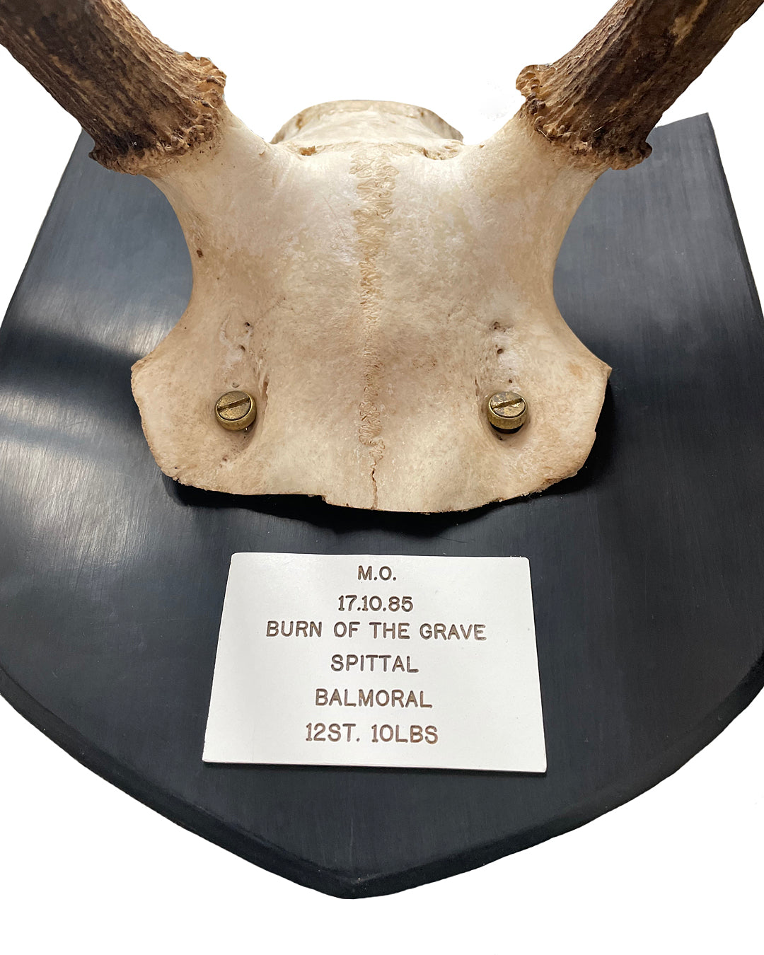 Two Pairs Of Scottish Red Stag Antlers On Shields Balmoral Estate VINTAGE