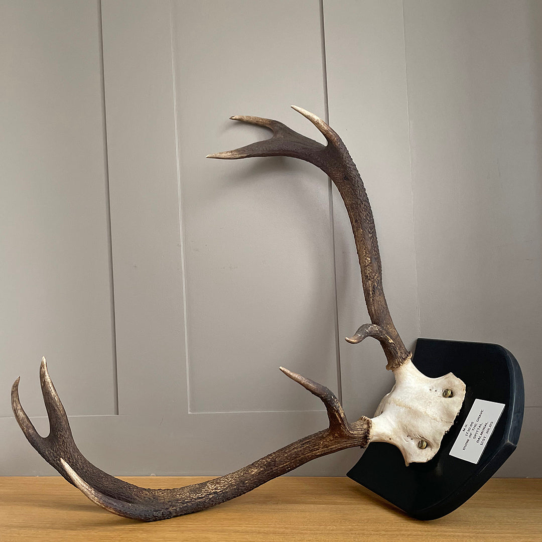 Two Pairs Of Scottish Red Stag Antlers On Shields Balmoral Estate VINTAGE