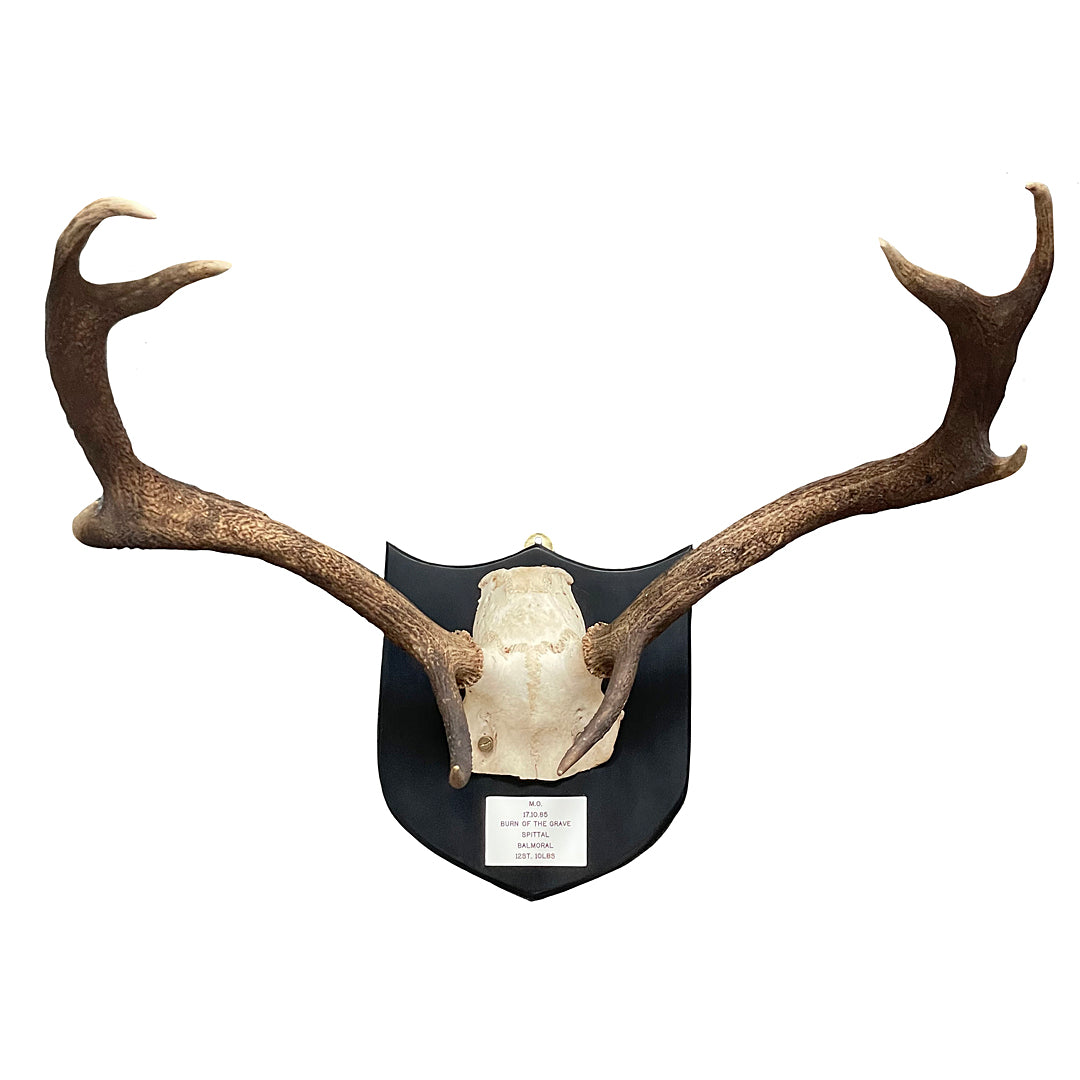 Two Pairs Of Scottish Red Stag Antlers On Shields Balmoral Estate VINTAGE