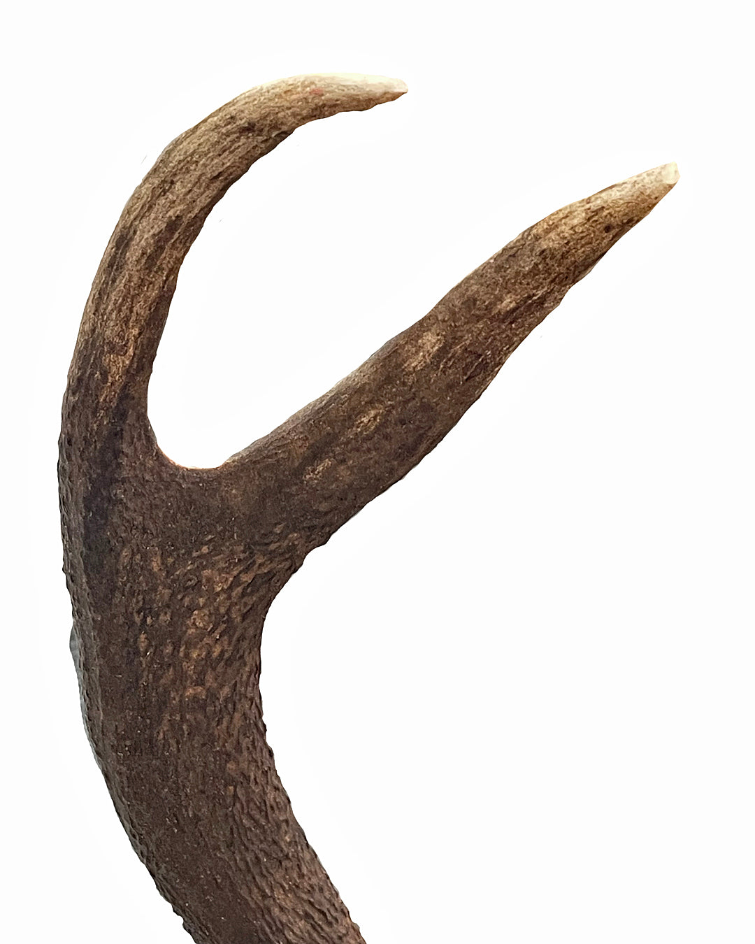 Two Pairs Of Scottish Red Stag Antlers On Shields Balmoral Estate VINTAGE