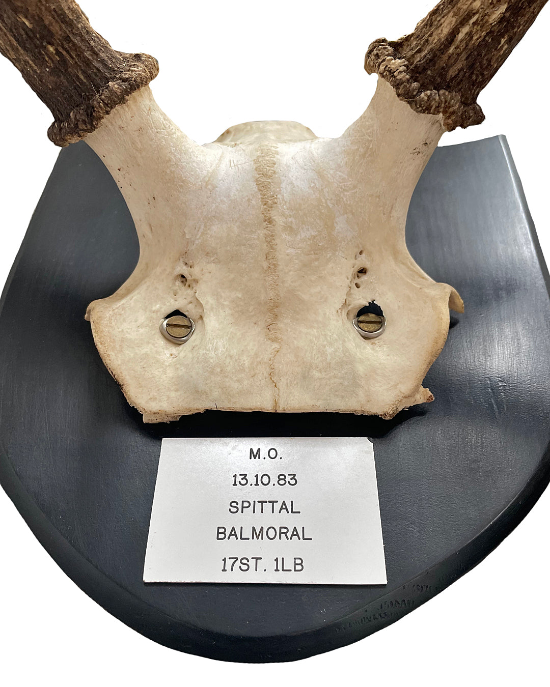 Two Pairs Of Scottish Red Stag Antlers On Shields Balmoral Estate VINTAGE