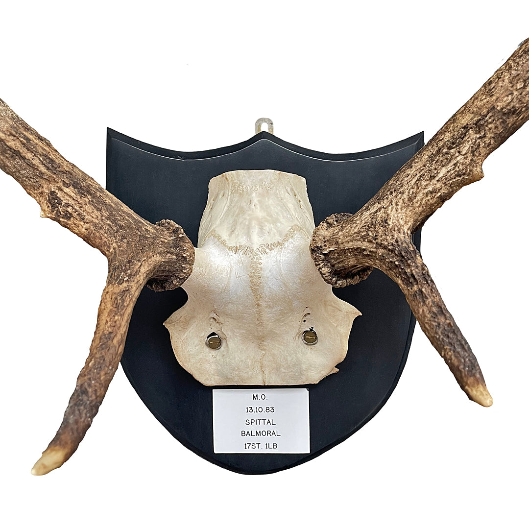 Two Pairs Of Scottish Red Stag Antlers On Shields Balmoral Estate VINTAGE