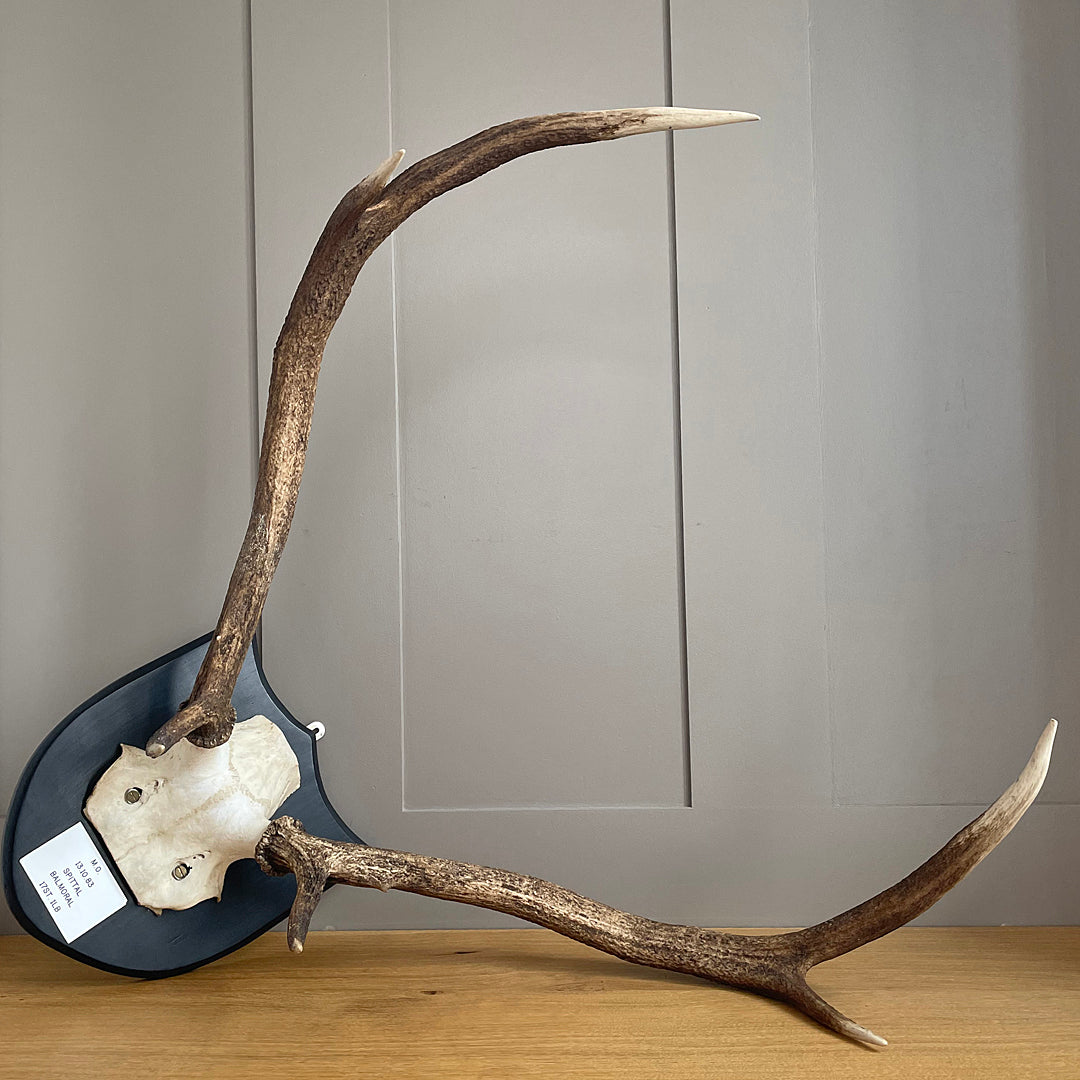Two Pairs Of Scottish Red Stag Antlers On Shields Balmoral Estate VINTAGE