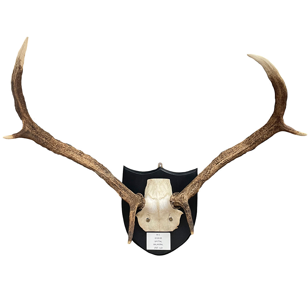 Two Pairs Of Scottish Red Stag Antlers On Shields Balmoral Estate VINTAGE