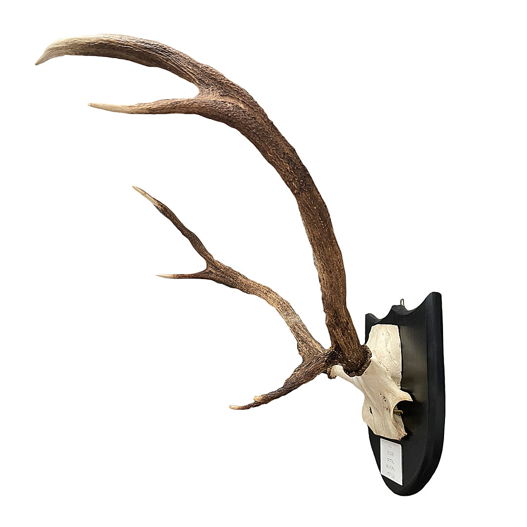 Two Pairs Of Scottish Red Stag Antlers On Shields Balmoral Estate VINTAGE