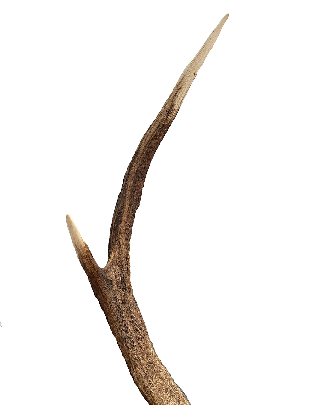 Two Pairs Of Scottish Red Stag Antlers On Shields Balmoral Estate VINTAGE
