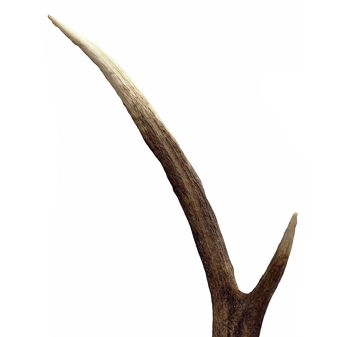 Two Pairs Of Scottish Red Stag Antlers On Shields Balmoral Estate VINTAGE