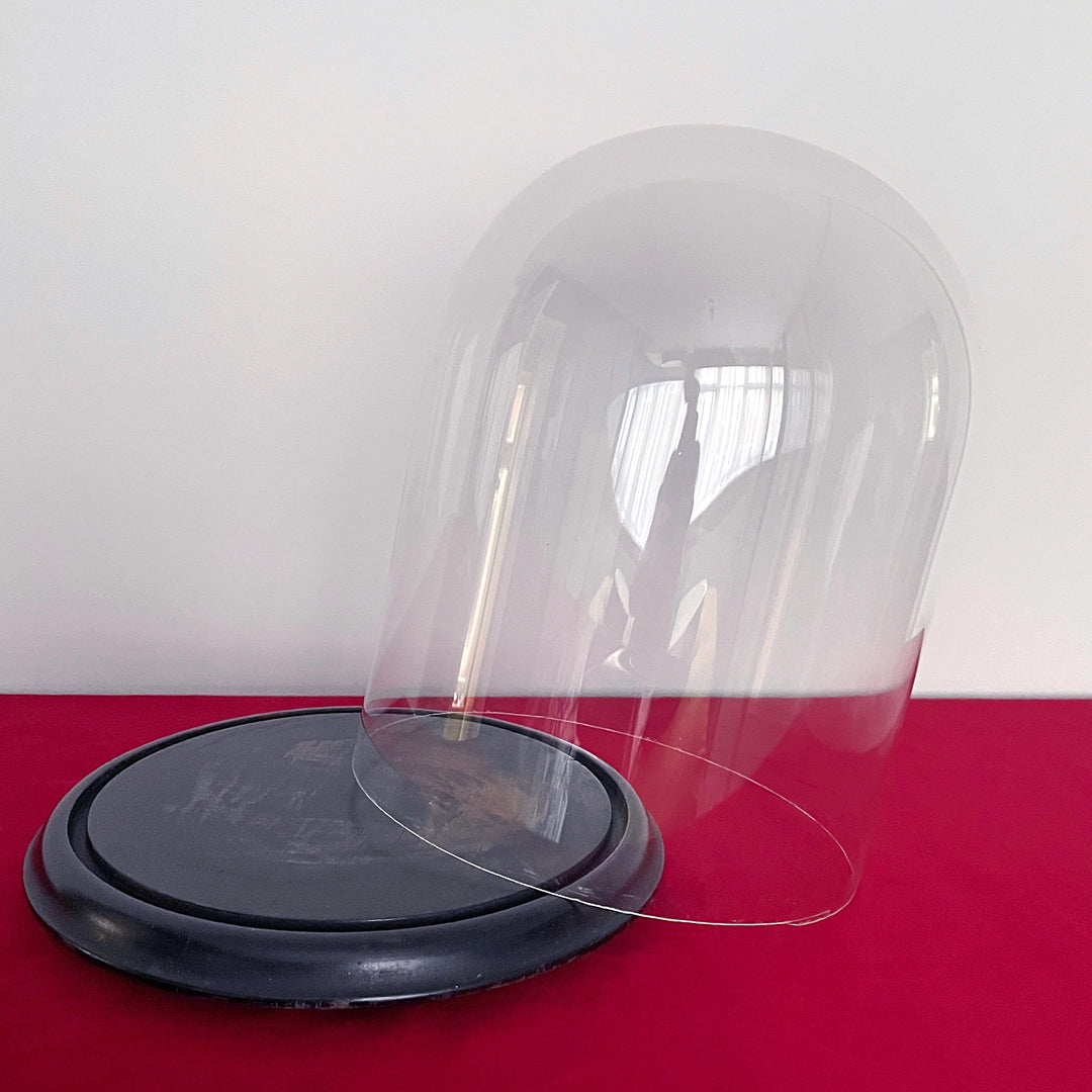 Large 12" Glass Dome & Ebonised Wooden Base For Taxidermy or Displays ANTIQUE